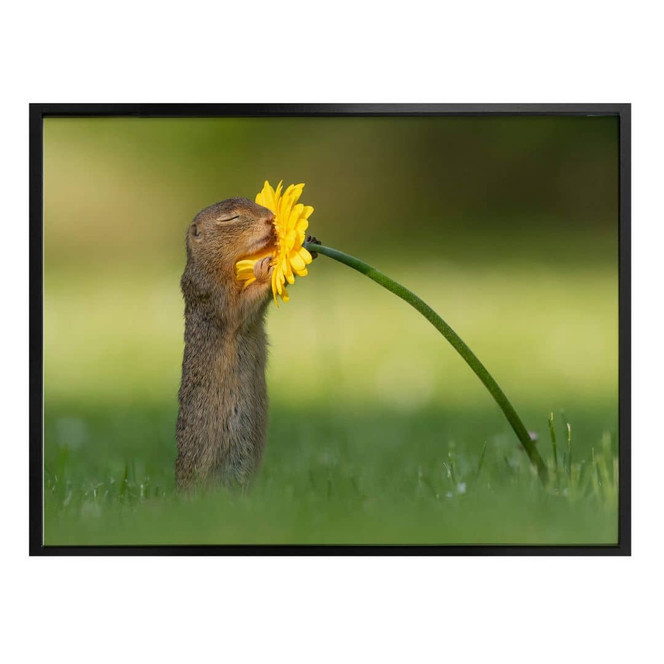 Poster van Duijn - Erdhörnchen riecht an Blume