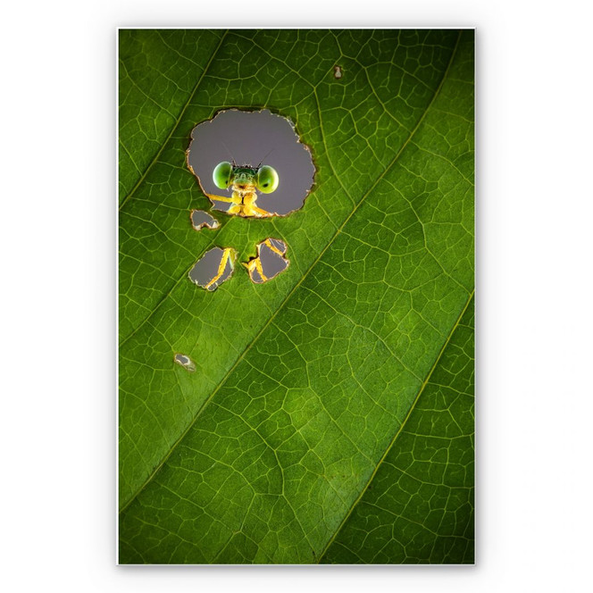 Wandbild Wilianto - Hello little Friend