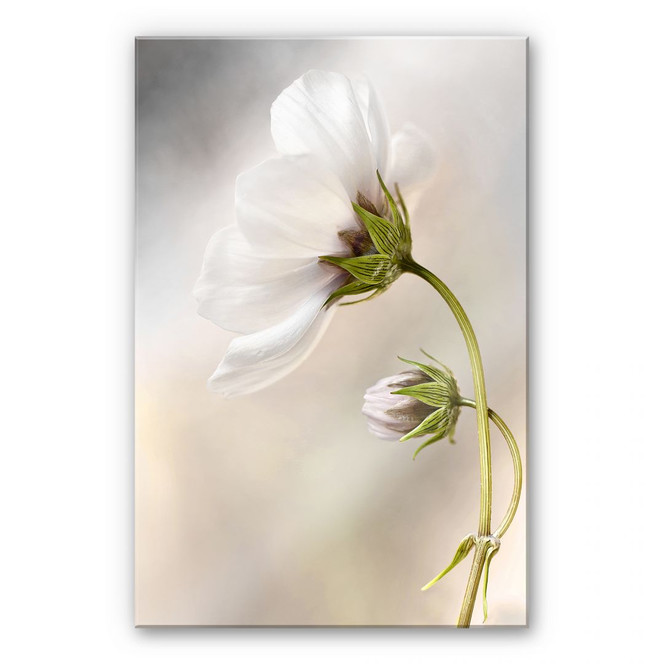 Acrylglasbild Disher - Cosmos