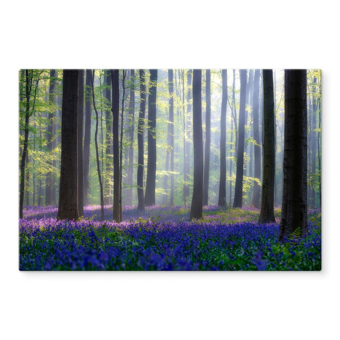 Glasbild Popan - Glockenblumen