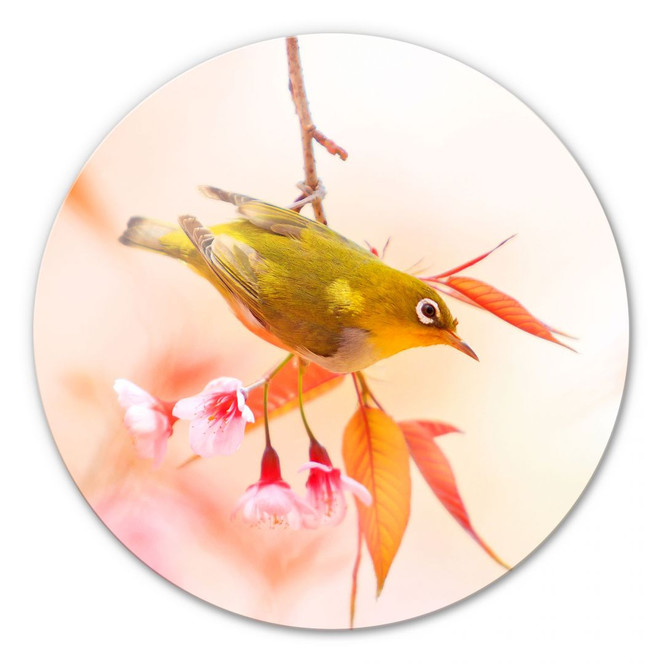 Glasbild Vogelgezwitscher in der Kirschblüte - rund