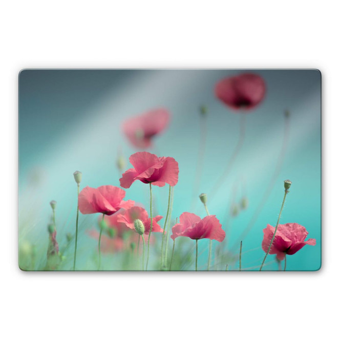 Glasbild Delgado – Mohnblumen Pastell