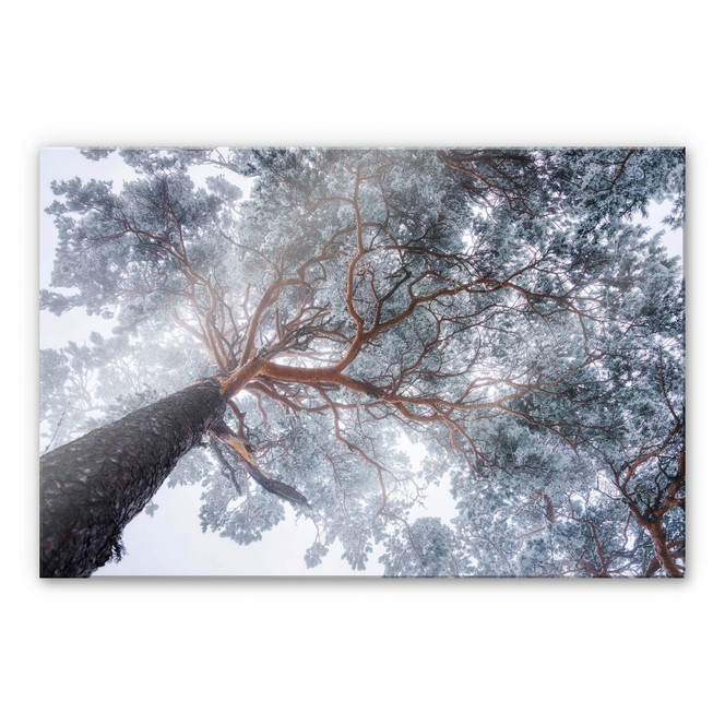 Acrylglasbild Krivec - Baum im Winter