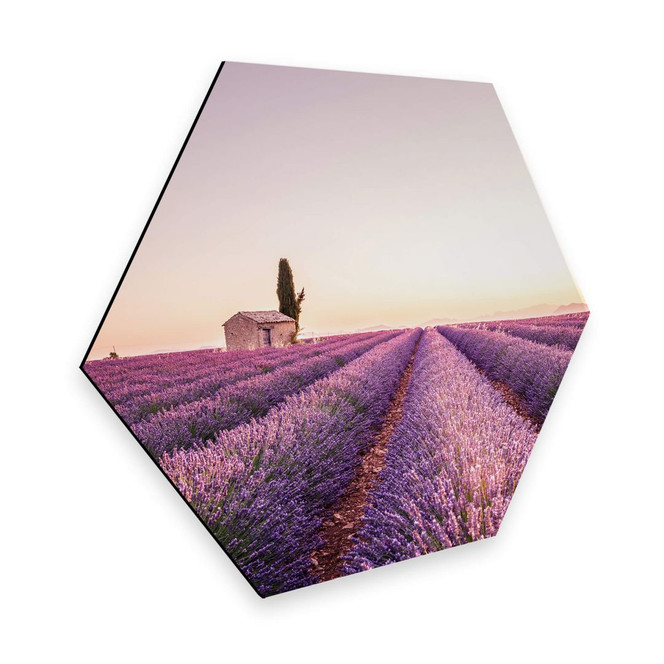 Hexagon - Alu-Dibond - Lavendula