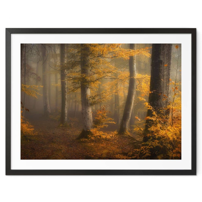 Poster Goldene Blätter im nebligen Wald - Maier