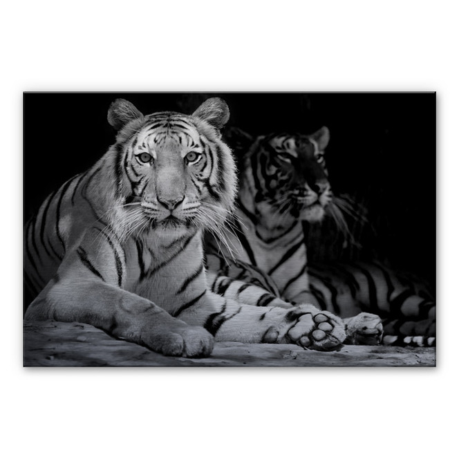 Alu-Dibond Bild Zwei Königstiger schwarz-weiss