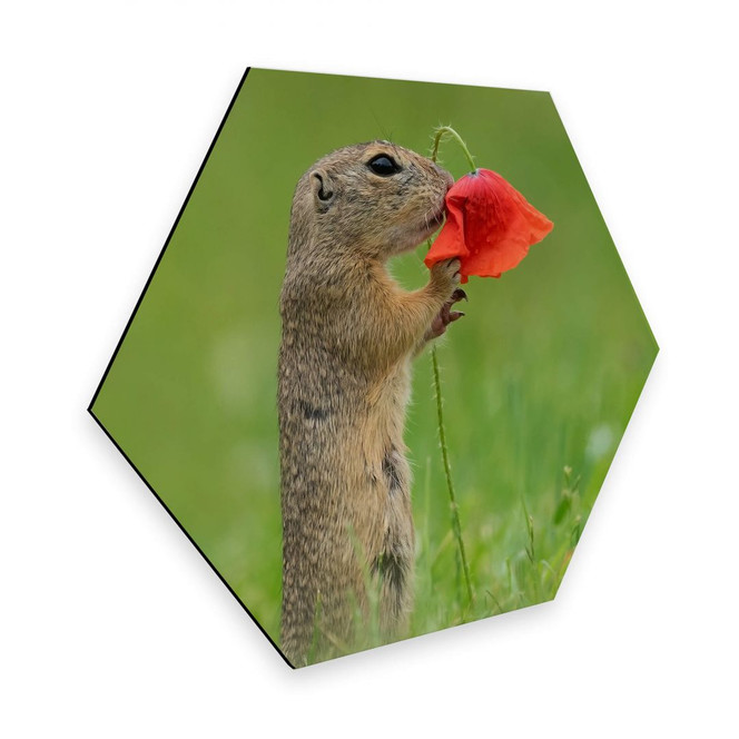 Hexagon - Alu-Dibond van Duijn - Erdhörnchen mit Mohnblume
