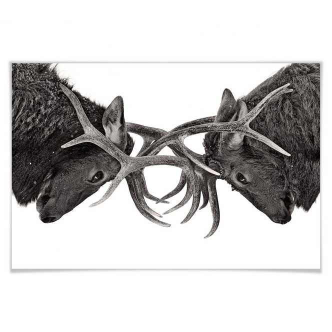 Poster Cumming - Machtkampf