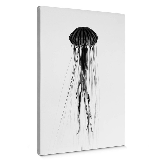 Leinwandbild Schwarze Qualle