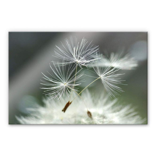 Acrylglasbild Delgado - Pusteblumenvielfalt