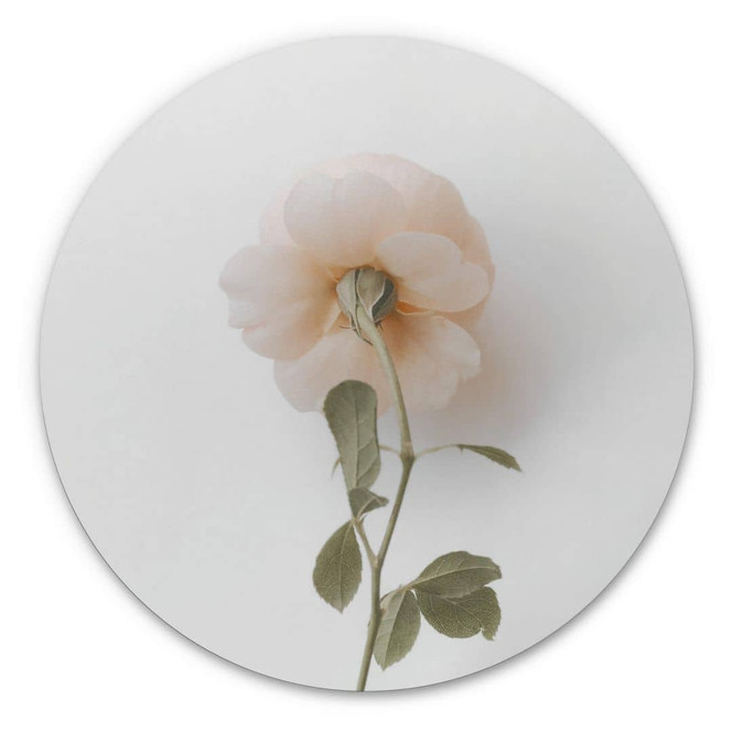 Alu-Dibond Annie - Die Rose - Rund