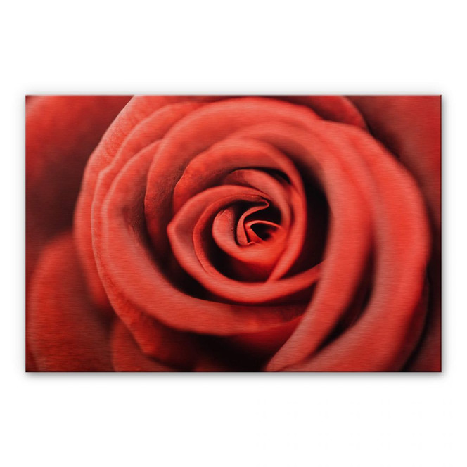 Alu-Dibond-Kupfereffekt - Rote Rose