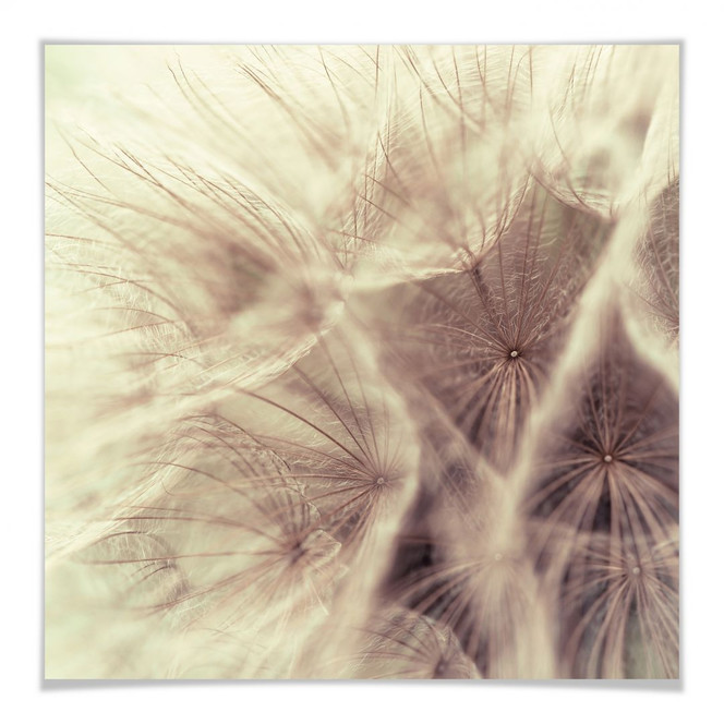 Poster Pusteblume Close Up
