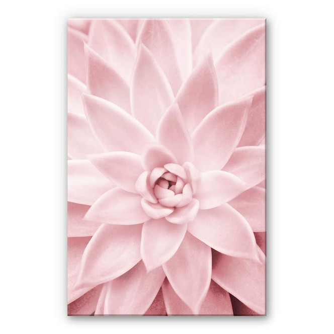 Acrylglasbild Sisi & Seb - Rosa Sukkulente