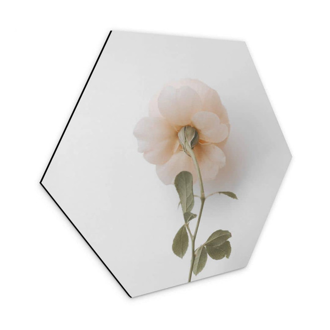 Hexagon - Alu-Dibond Annie - Die Rose