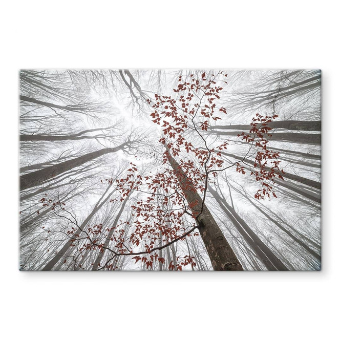 Glasbild Baumkronen mit roten Blättern - Coman