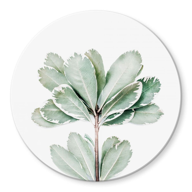 Glasbild Sisi & Seb - Botanik - Rund