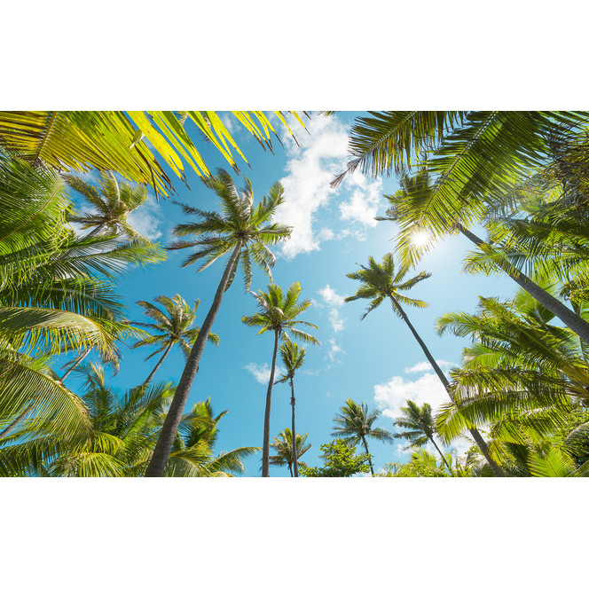 Fototapete Coconut Heaven