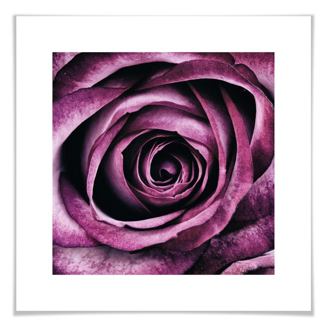 Poster Violette Rose