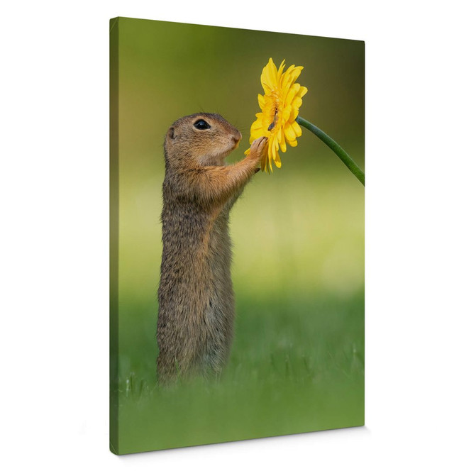 Leinwandbild van Duijn - Erdhörnchen hält Blume (Hochformat)