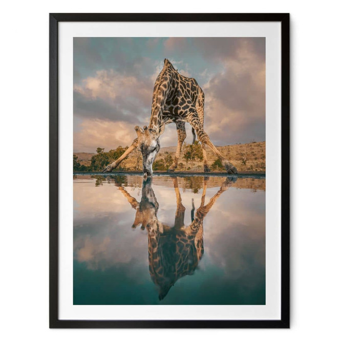 Safari Poster - Reflexion einer Giraffe in der Wildnis - Amtmann