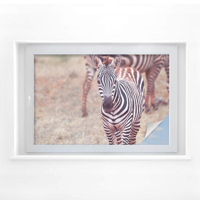 Sichtschutzfolie Zebra Fohlen