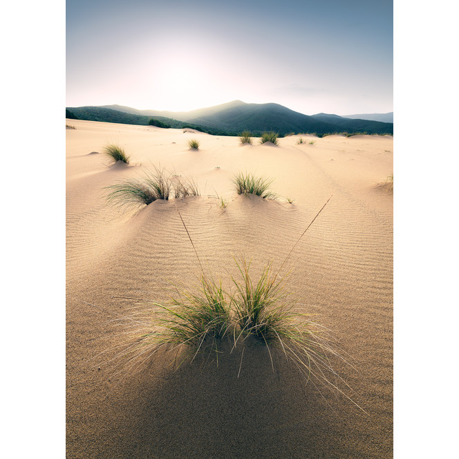 Fototapete Vivid Dunes