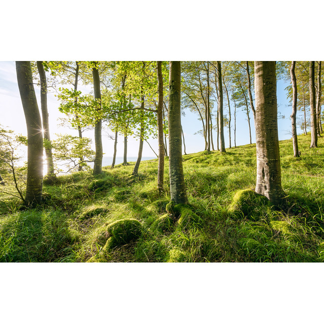 Fototapete Zauberhaftes Buchenspektakel