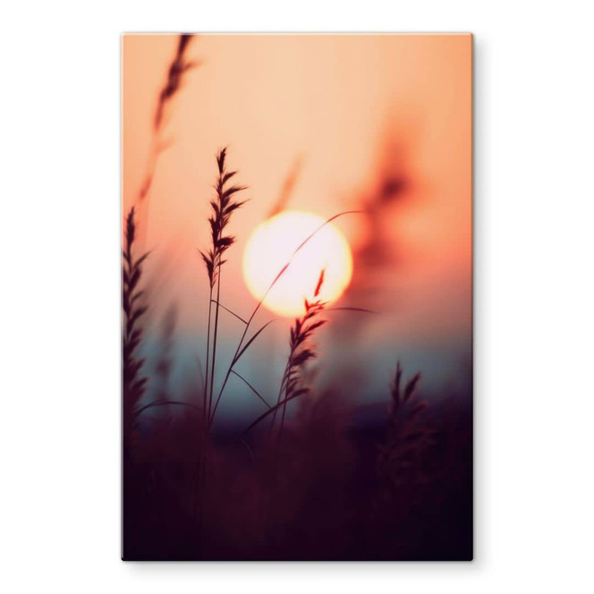Glasbild Gräser im Licht der glühenden Sonne - Treechild