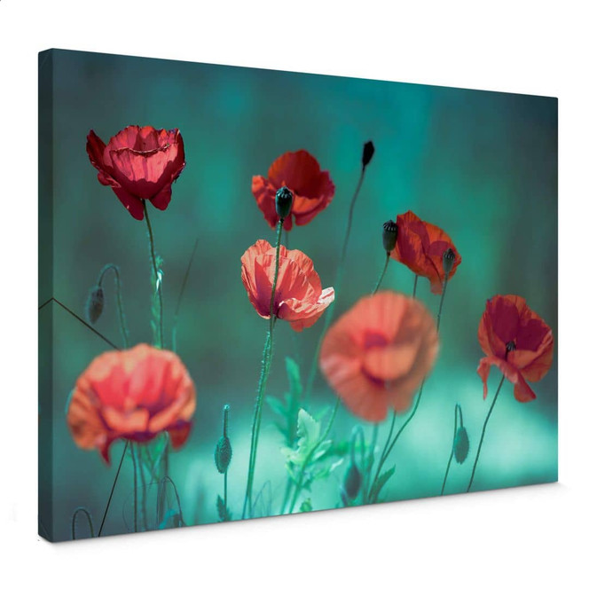 Leinwandbild Delgado - Mohn Aquamarin