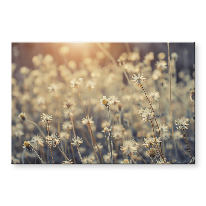 Acrylglasbild Mexican Daisy