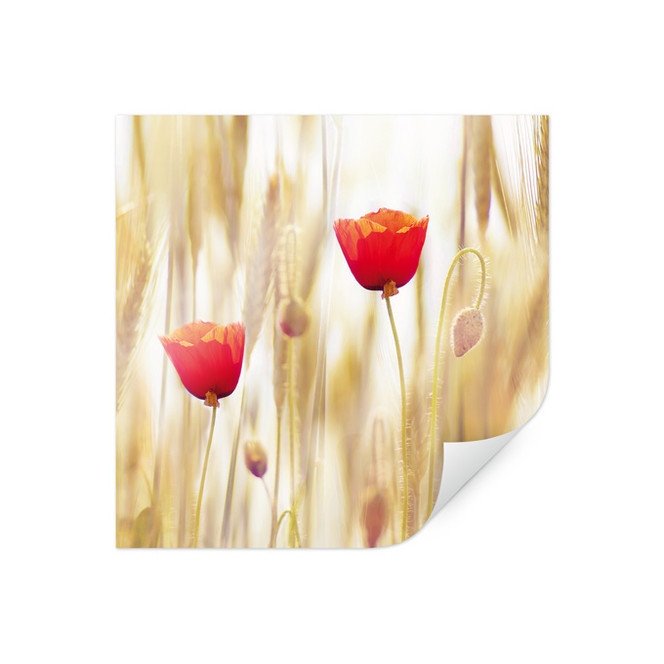 Poster Poppies