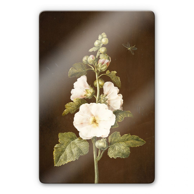 Glasbild Dietzsch - Stockrose