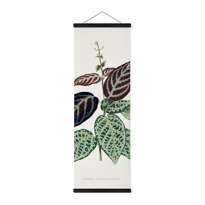 Stoffbild Blatt Illustration - Bignonia Argyro Violascea - Panorama
