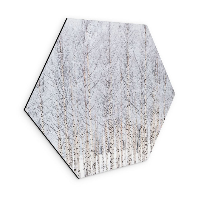 Hexagon Wandbild Birkenwald im Winter - EMELIEmaria - Alu-Dibond