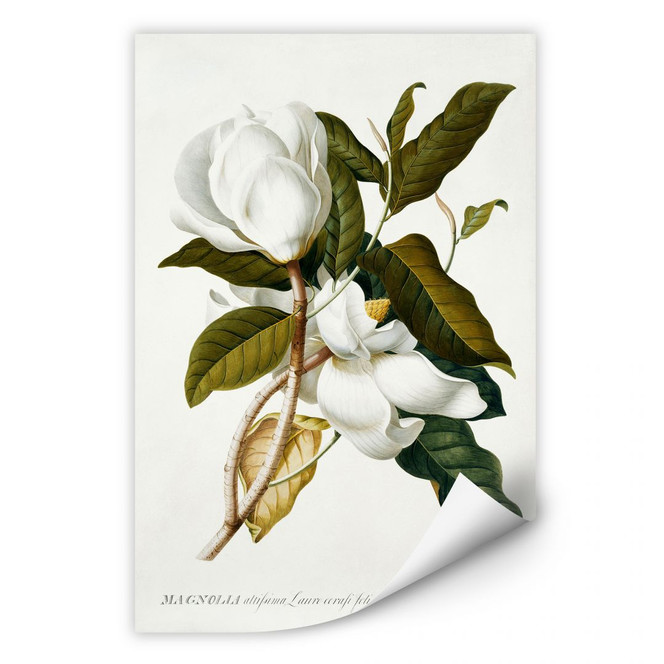 Wallprint Ehret - Magnolie