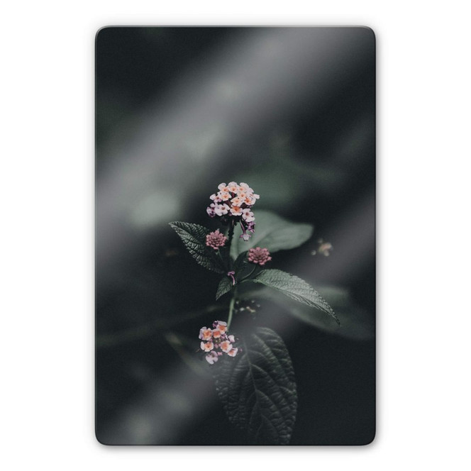 Glasbild Zarte rosa Blüte