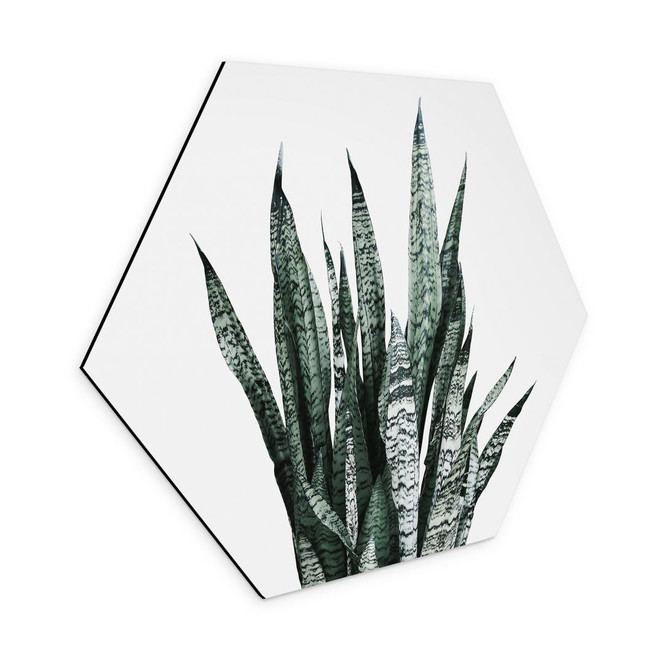 Hexagon Wandbild Bogenhanf Pflanze - Alu-Dibond - Sisi & Seb