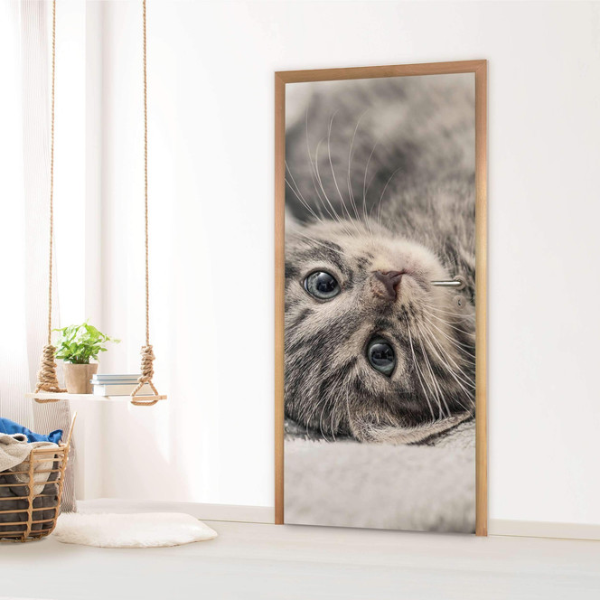 Türfolie - Kitty the Cat