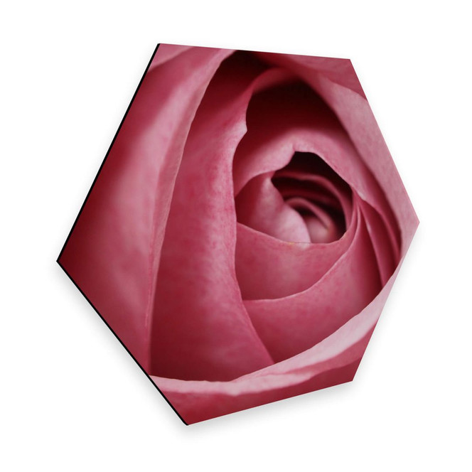 Hexagon -Alu-Dibond - Die rosa Rose