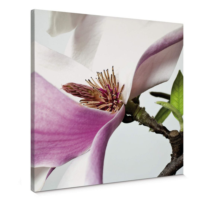 Leinwandbild Magnolie