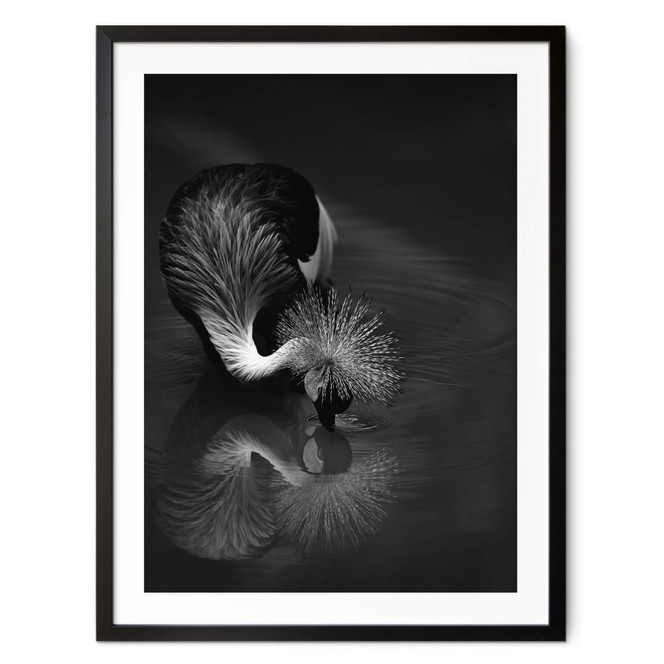 Poster Tjandra - Vogel Reflexion - schwarz-weiss