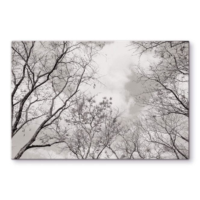 Glasbild Baumkronen im Himmel