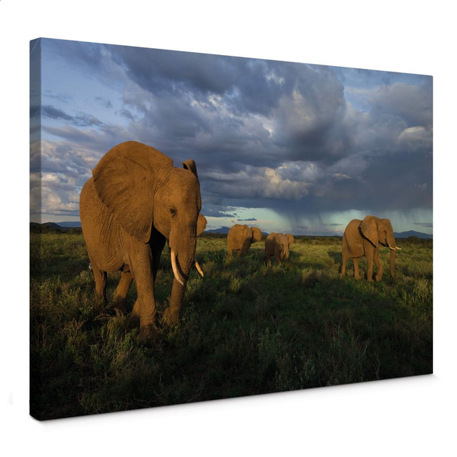 Leinwandbild NG Elefantenherde