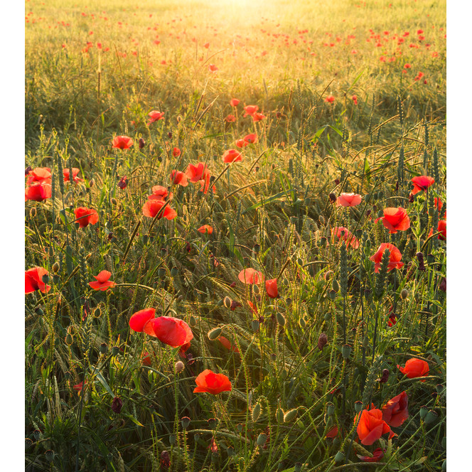 Fototapete Poppy World I