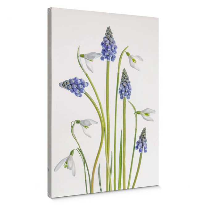 Leinwandbild Disher - Frühjahrsblüher