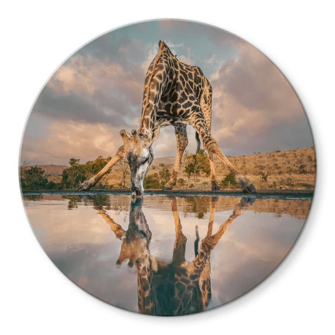 Glasbild Reflexion einer Giraffe in der Wildnis - Amtmann - Rund