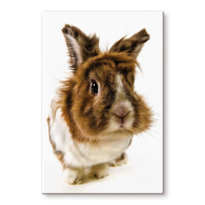 Glasbild Rabbit