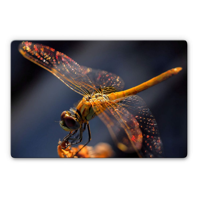 Glasbild Dufour - Libelle auf Tuchfühlung