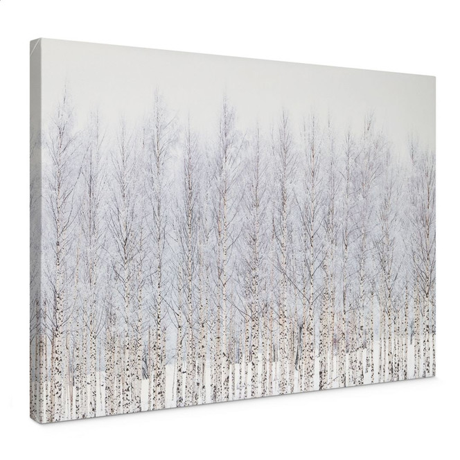 Leinwandbild Birkenwald im Winter - EMELIEmaria